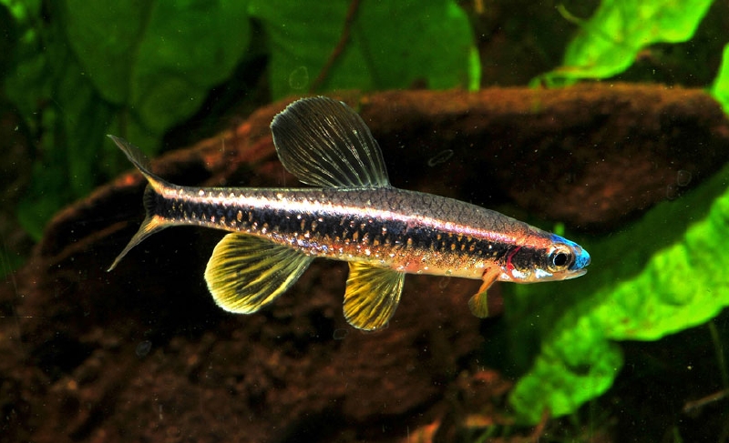 Pteronotropis welaka Pwelaka03