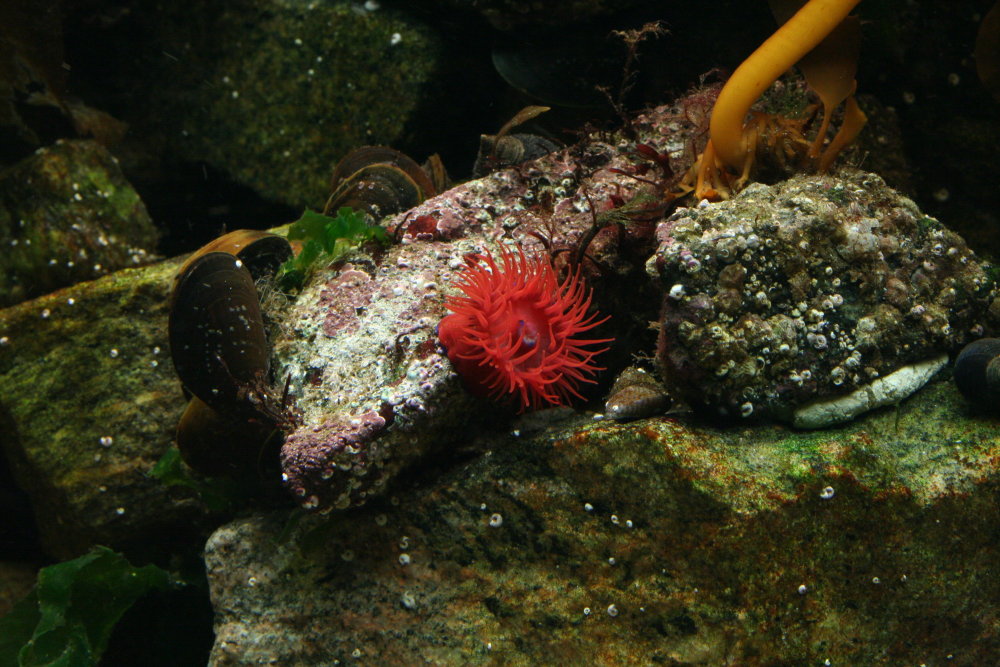 Great Example of a Macro Reef Anemone01