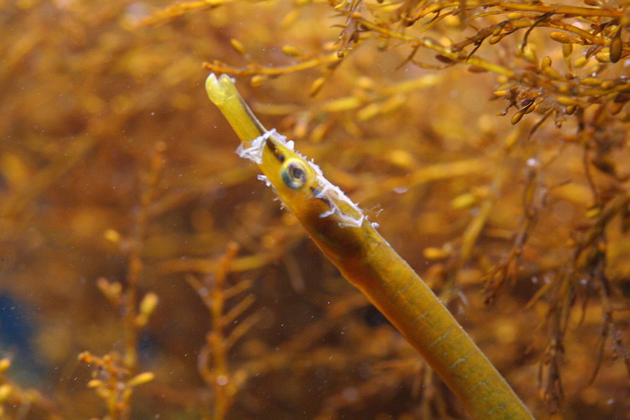 Great Example of a Macro Reef Pipefish01