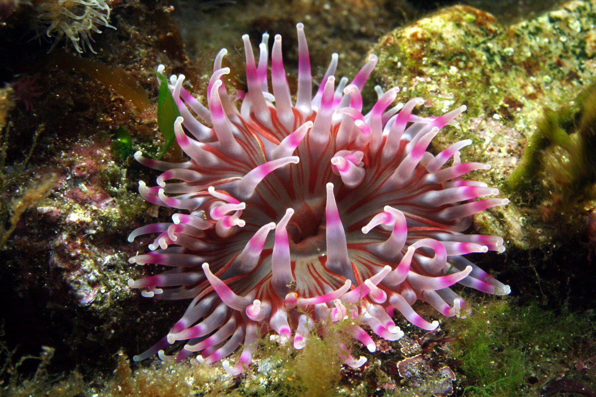 Great Example of a Macro Reef Anemone01