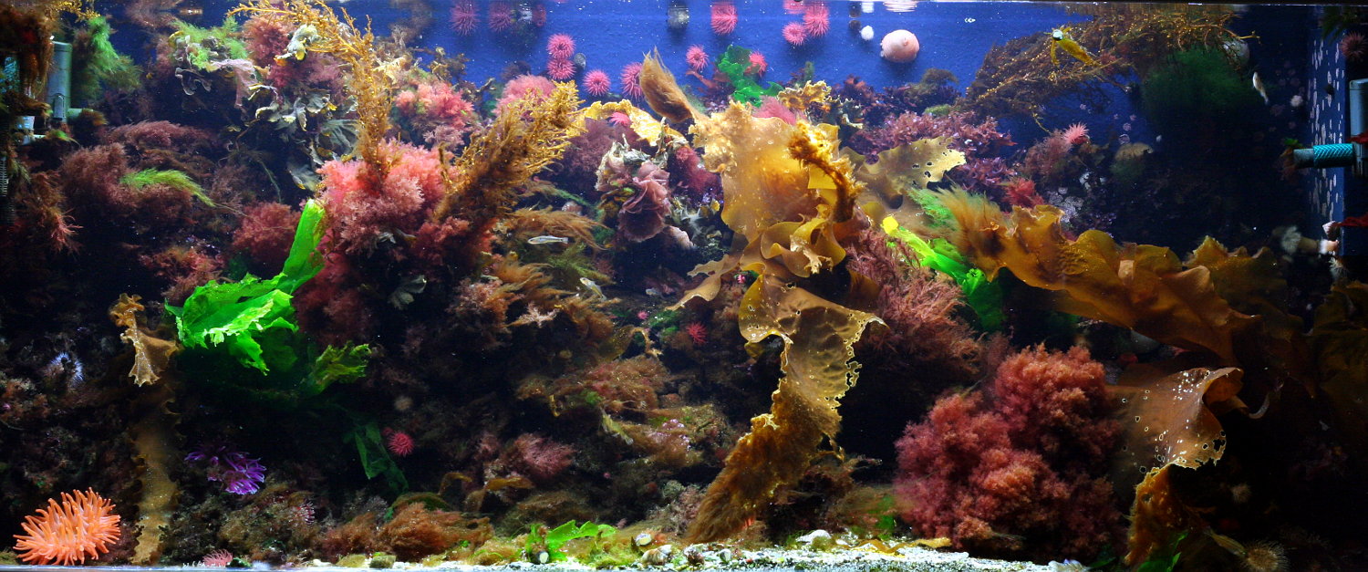 Great Example of a Macro Reef Tank01