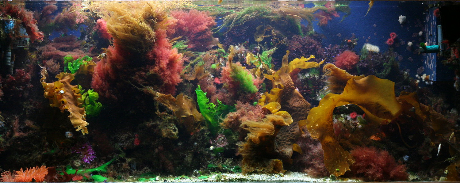 Great Example of a Macro Reef Tank01