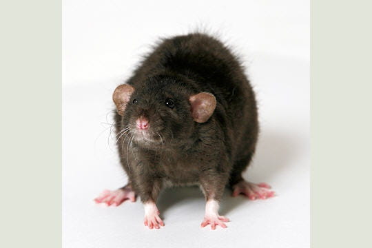 Rat Rat-domestique-314361