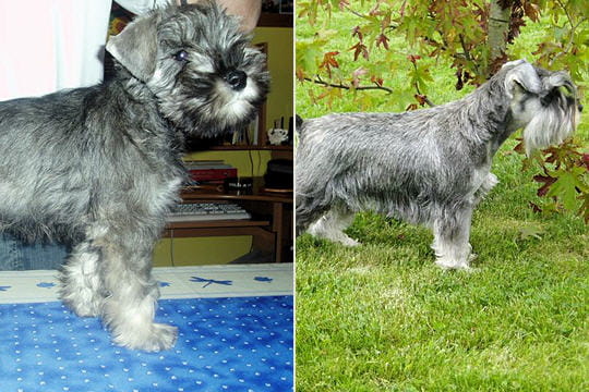 Catalogue Et Horaires De L'Animalerie " Les Copains De Niji" Schnauzer-nain-398734