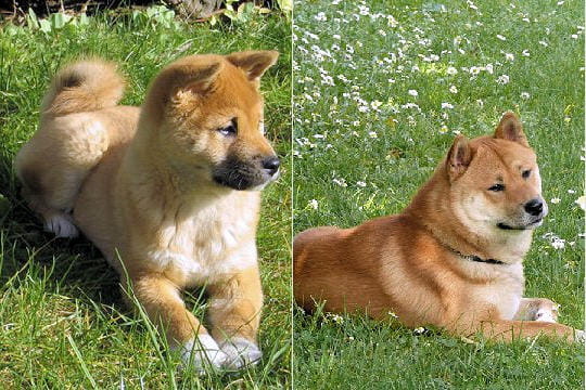 Catalogue Et Horaires De L'Animalerie " Les Copains De Niji" Shiba-inu-395740