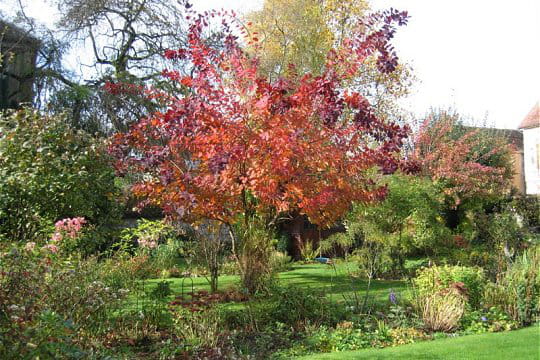 Bon Samedi Cotinus-grace-automne-580203