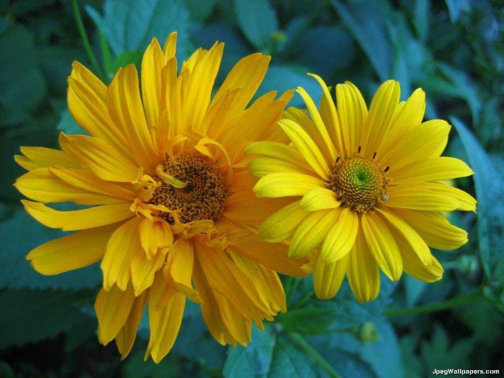 صور ورود صفراء Yellow Flowers Flower-22-588474