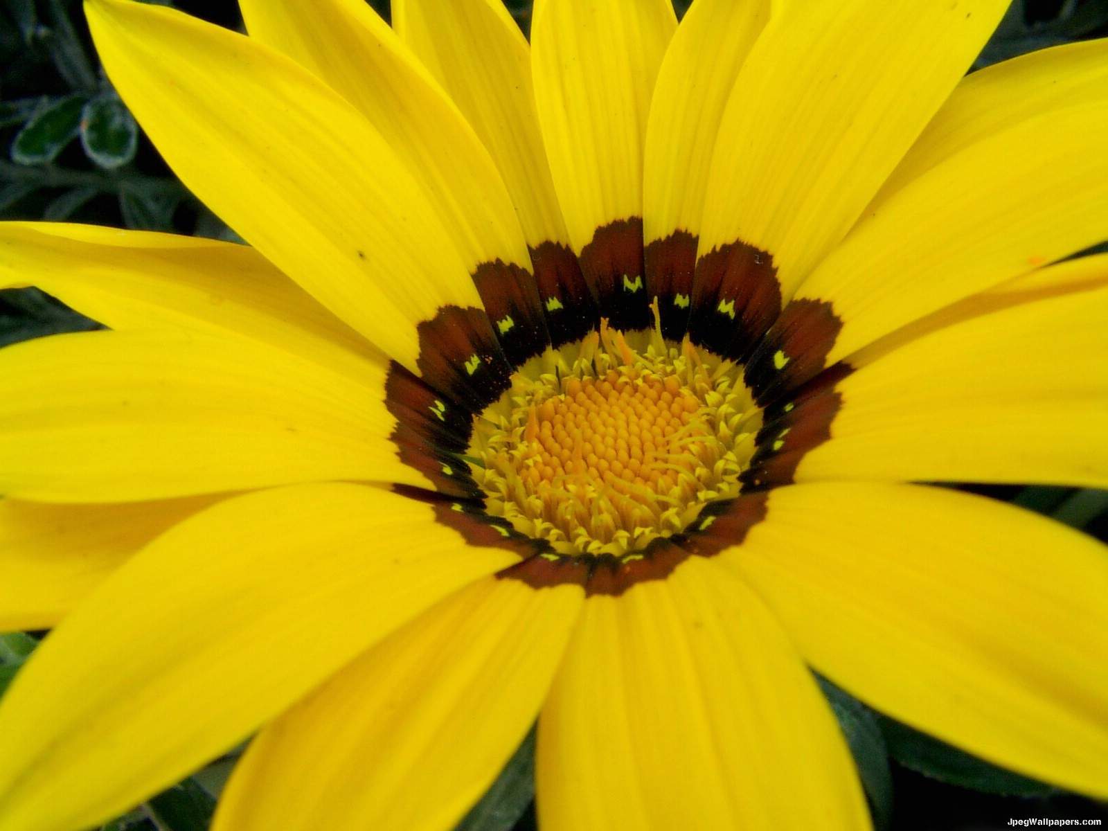 صور ورود صفراء Yellow Flowers Flower-41-653018