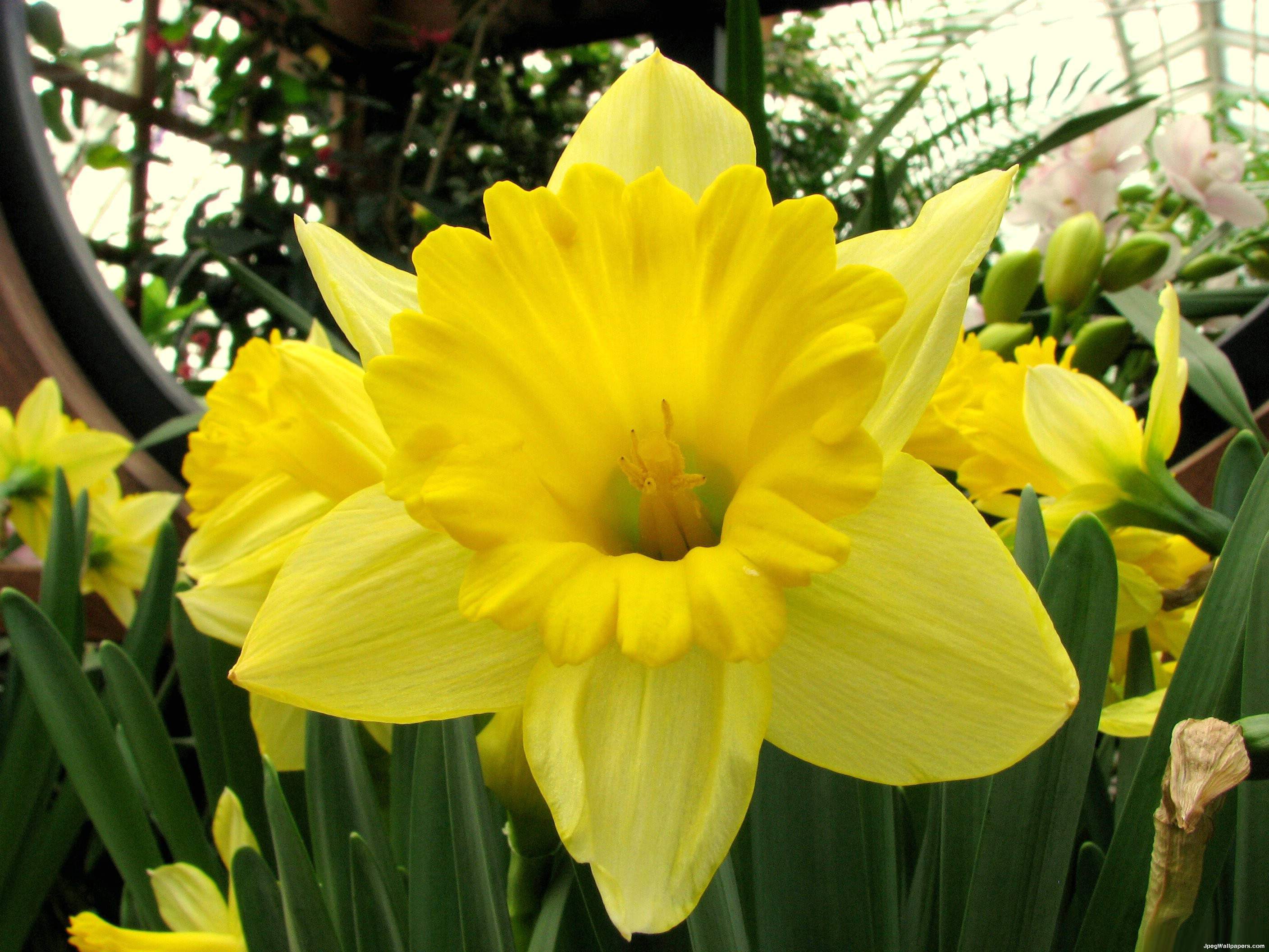 صور ورود صفراء Yellow Flowers Flower-43-791444