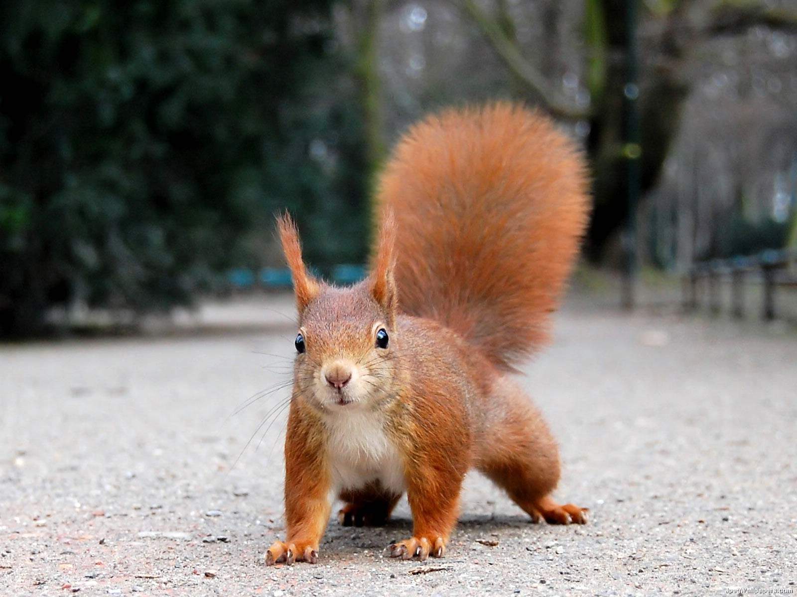 صور سنجاب Squirrel Squirrel-2-352939