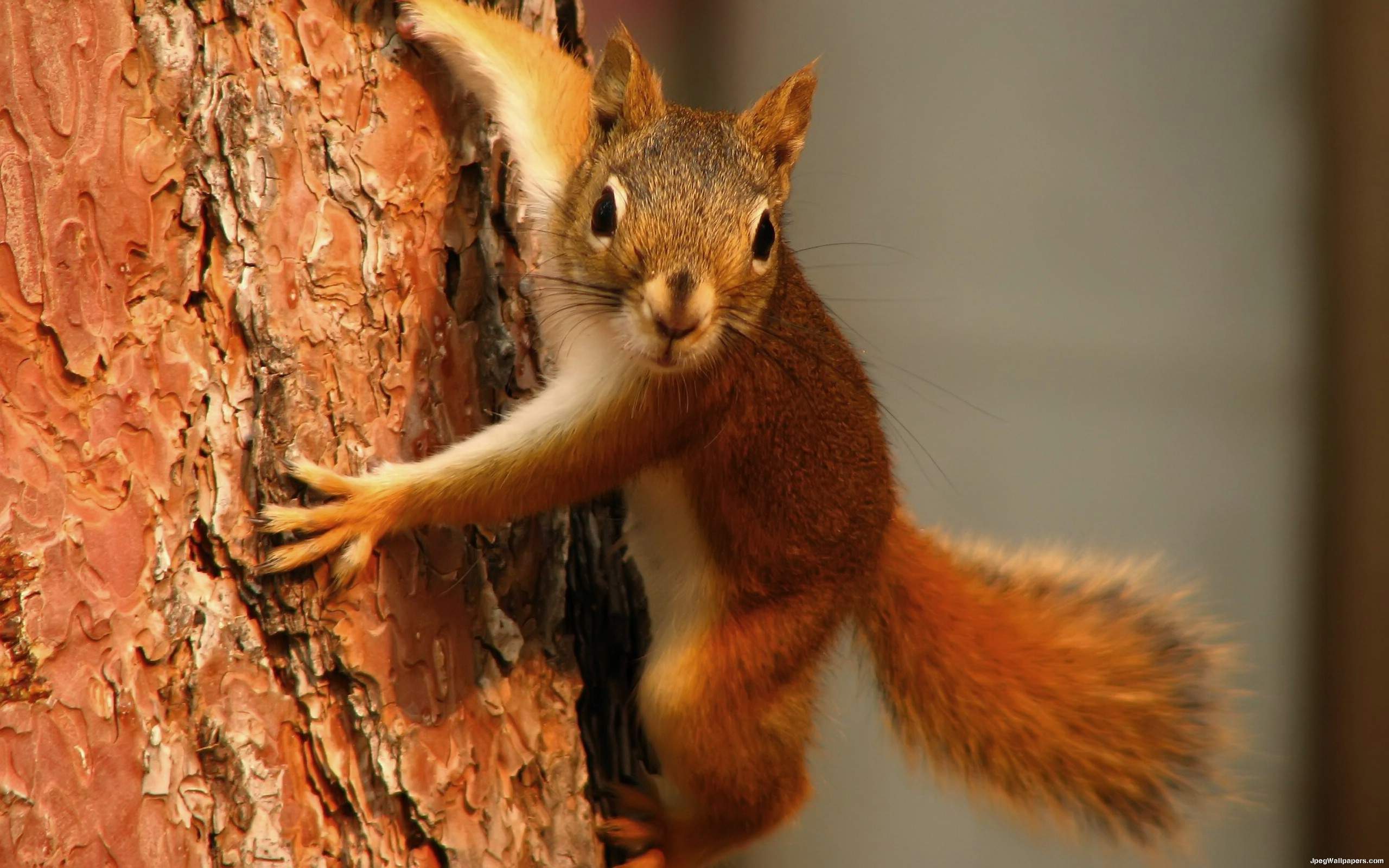 صور سنجاب Squirrel Squirrel-3-145740