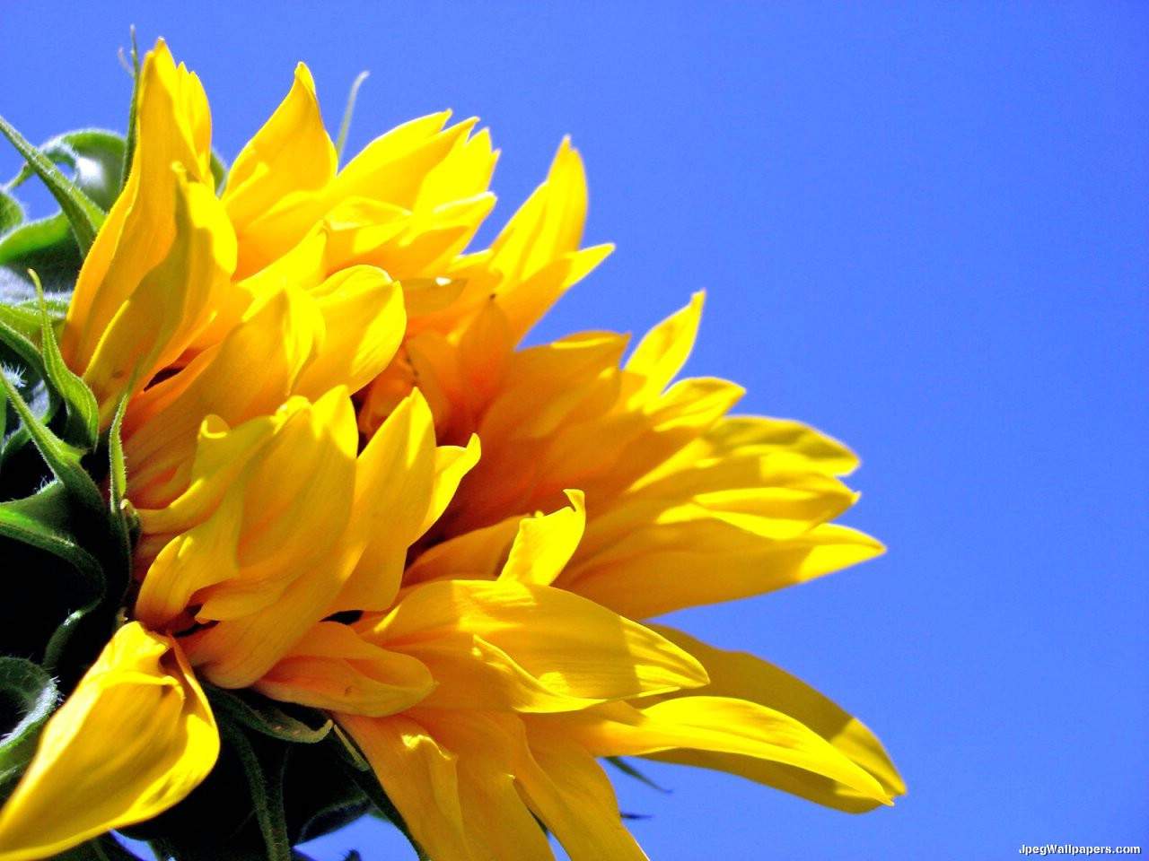 صور ورود صفراء Yellow Flowers Sunflower-801349