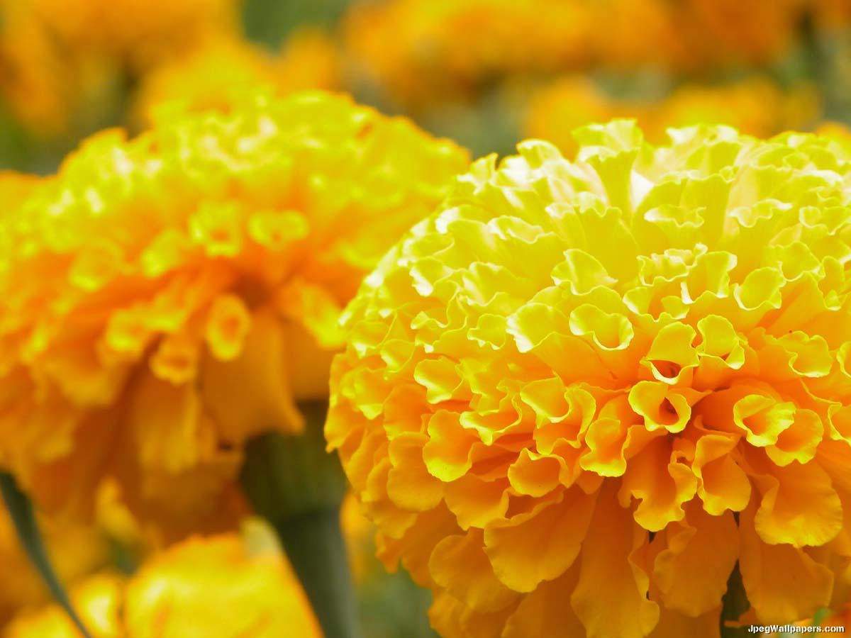 صور ورود صفراء Yellow Flowers Yellow-Marigolds-238901