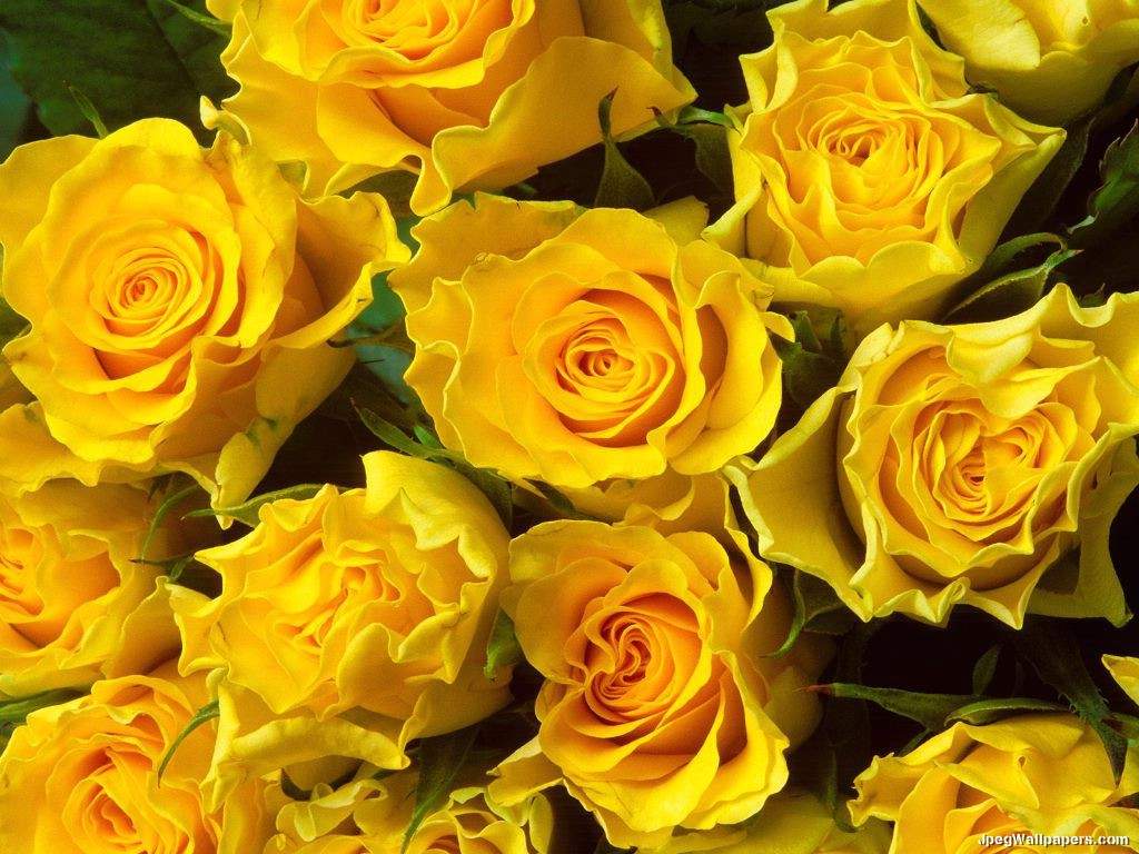 صور ورود صفراء Yellow Flowers Yellow-Roses-715475