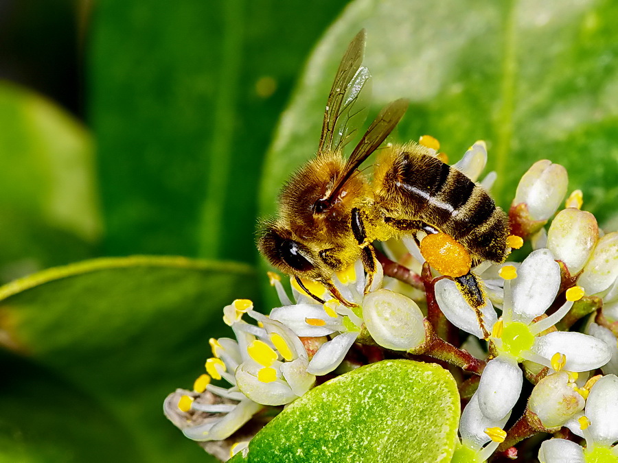 elles reviennent Abeilles001