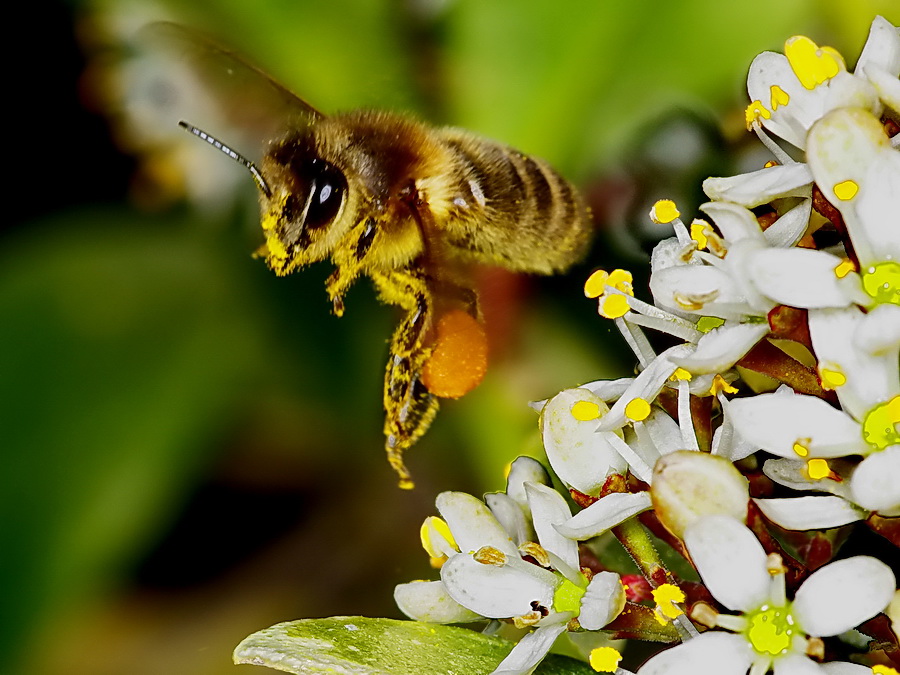 elles reviennent Abeilles002