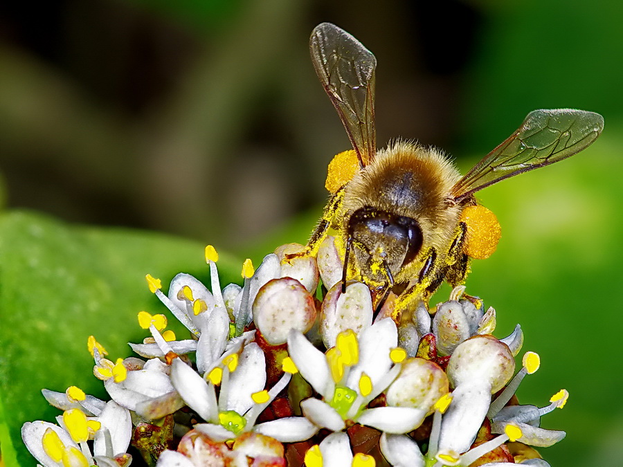 elles reviennent Abeilles003