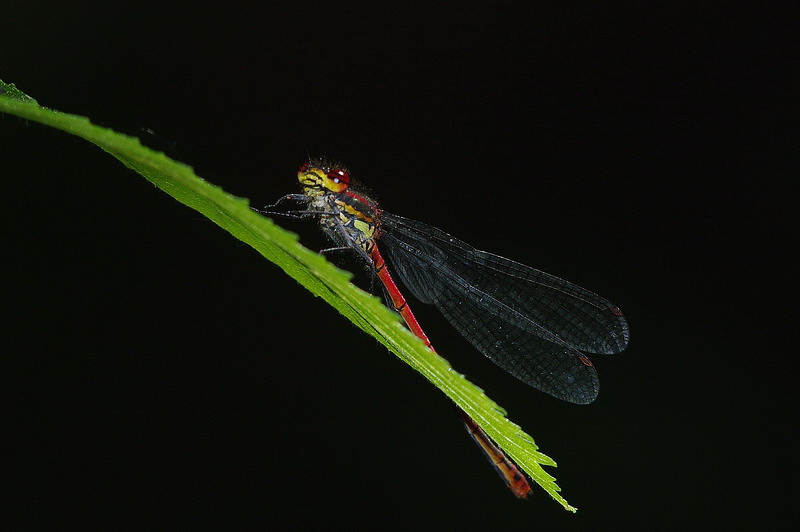 Curieux insectes de chez nous Agrionrouge