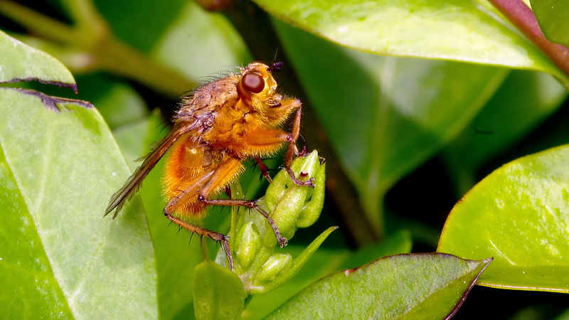 elles reviennent Insecte01