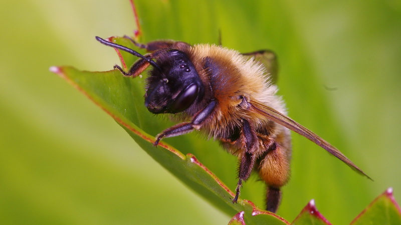 elles reviennent Insecte02