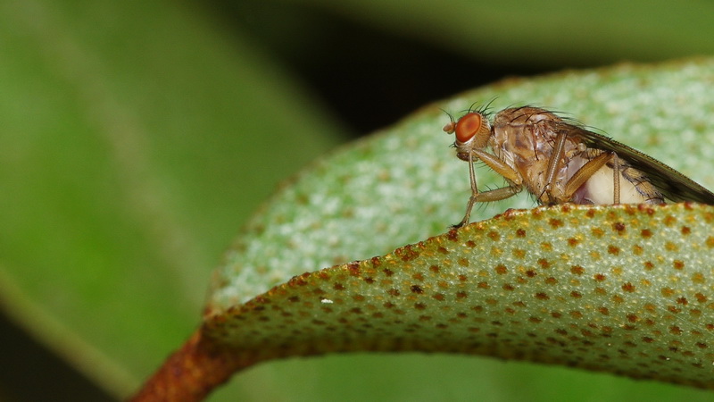 elles reviennent Insecte03