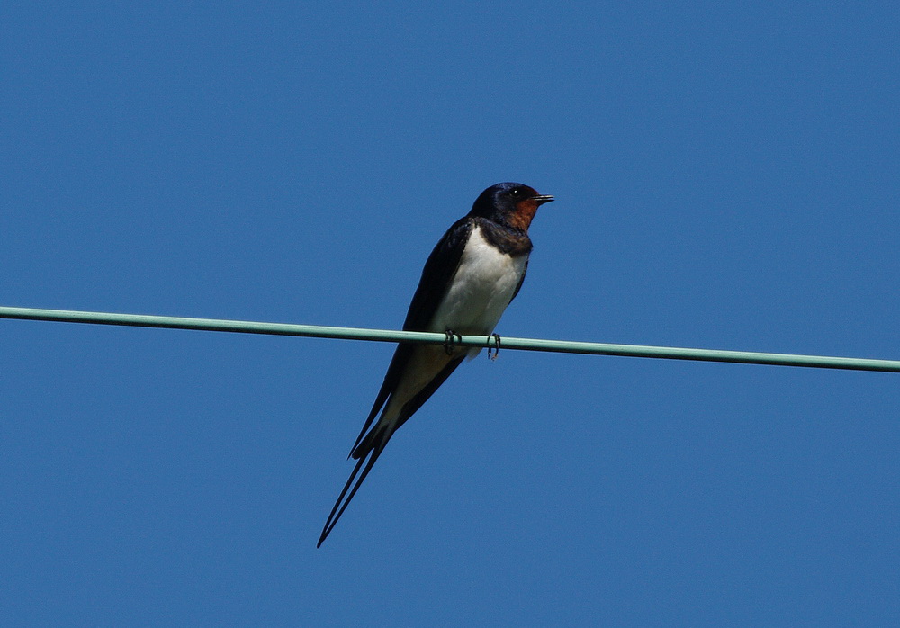 "Nos" oiseaux seulement . - Page 3 Hirondelle01