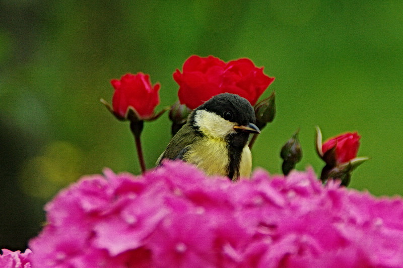 "Nos" oiseaux seulement . - Page 3 Hortorose