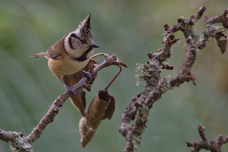 "Nos" oiseaux seulement . - Page 3 Huppemesange01