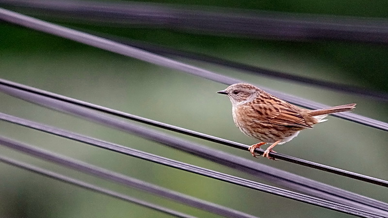 "Nos" oiseaux seulement . - Page 6 Jardin01