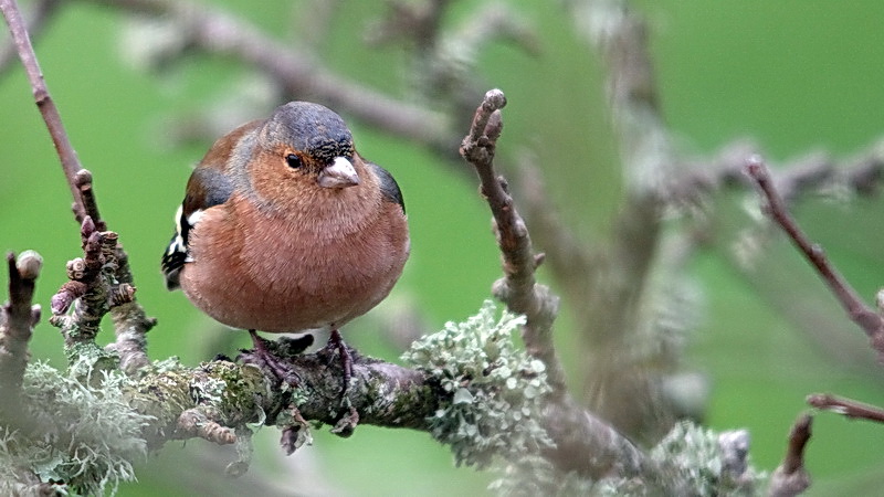 "Nos" oiseaux seulement . - Page 6 Jardin02