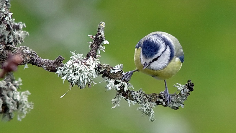 "Nos" oiseaux seulement . - Page 6 Jardin03