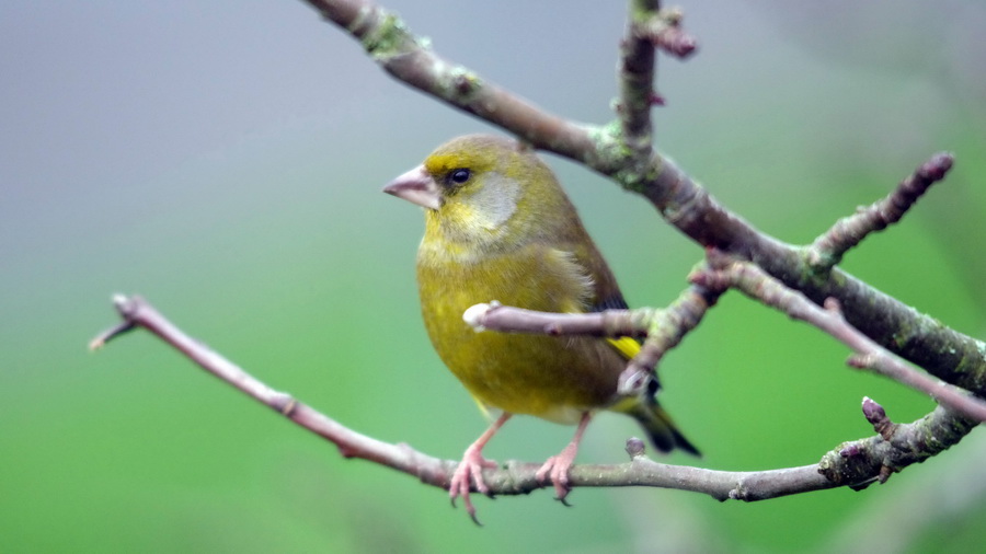 "Nos" oiseaux seulement . - Page 8 Jardin20125