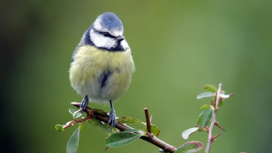 "Nos" oiseaux seulement . - Page 8 Jardin20126