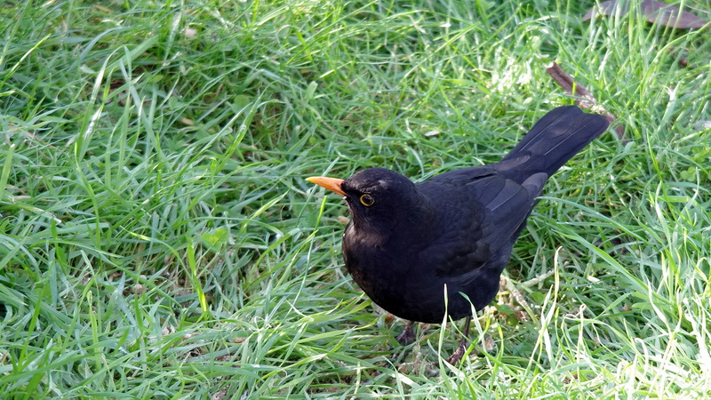 "Nos" oiseaux seulement . - Page 8 Jardinf1