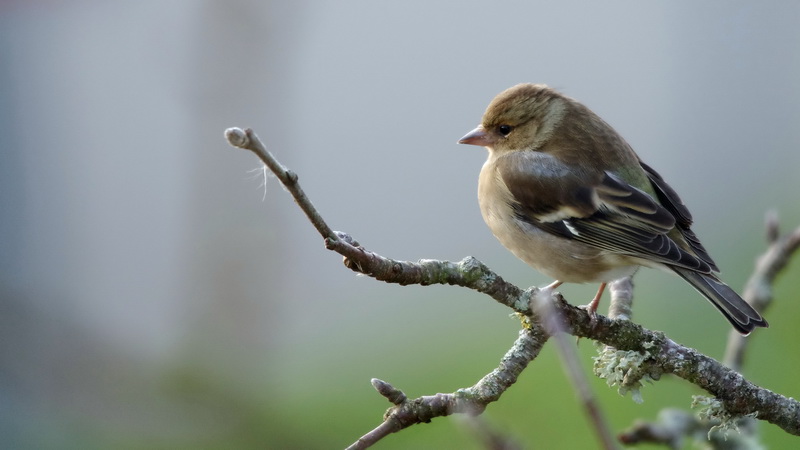 "Nos" oiseaux seulement . - Page 8 Jardinf3