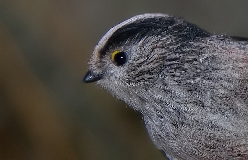 "Nos" oiseaux seulement . - Page 3 MesangeLQ800