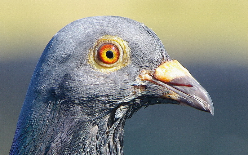 "Nos" oiseaux seulement . - Page 3 Pigeon