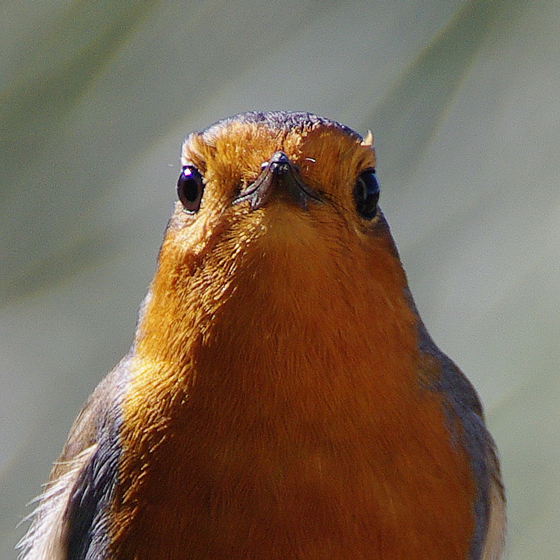 "Nos" oiseaux seulement . - Page 3 Rougegorge