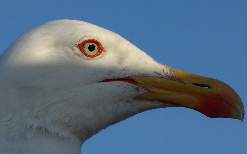 "Nos" oiseaux seulement . - Page 3 MouetteM