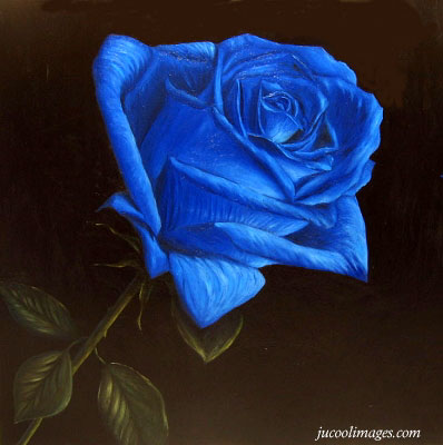 IMAGENES DE FLORES Blue_rose_03