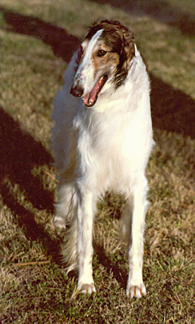 Ruski hrt,  Borzoi, Russian wolfhound, RUSSKAYA PSOVAYA BORZAYA - Page 2 Frontchest2