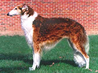 Ruski hrt,  Borzoi, Russian wolfhound, RUSSKAYA PSOVAYA BORZAYA - Page 2 Red_dog