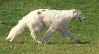 Ruski hrt,  Borzoi, Russian wolfhound, RUSSKAYA PSOVAYA BORZAYA - Page 2 Trotter2