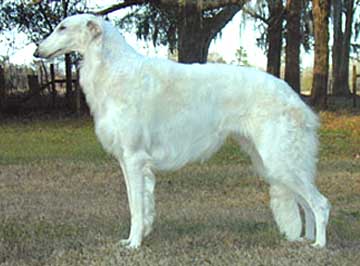 Ruski hrt,  Borzoi, Russian wolfhound, RUSSKAYA PSOVAYA BORZAYA - Page 2 Whitebitch