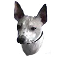 American Hairless Terrier  American_Hairless_Terrier_f