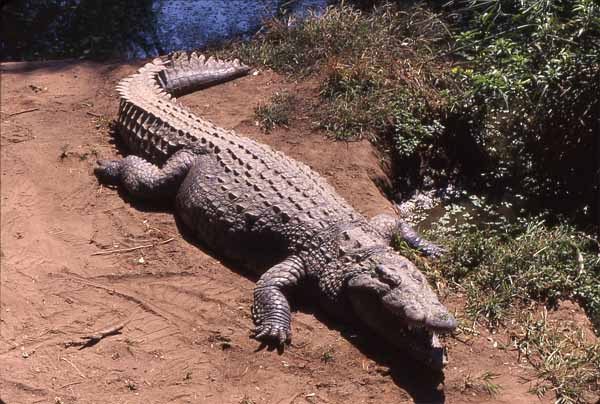 Thế giới động vật - Animals' world Crocodile