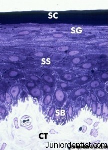 Gingiva  اللثة موضوع كامل Gingiva-histo-217x300