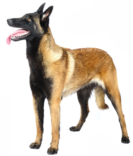 Vos Animaux - Page 2 Belgian-malinois