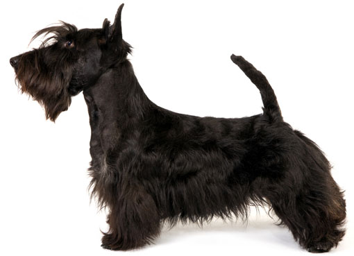 Le scottish terrier Scottish-terrier