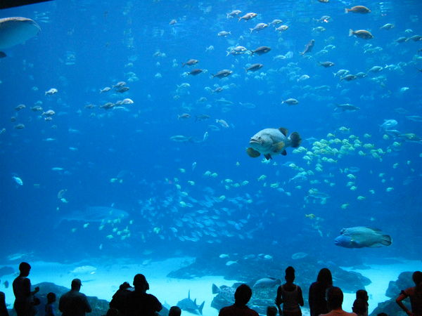 НАЈГОЛЕМИОТ АКВАРИУМ НА СВЕТОТ Georgia_aquarium